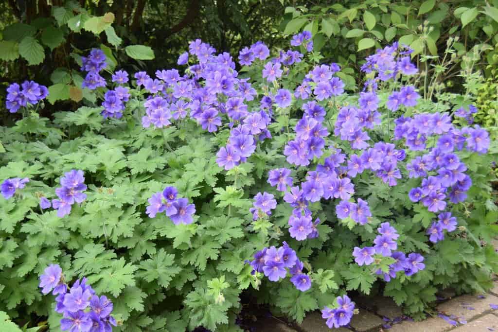 Geranium x magnificum ---